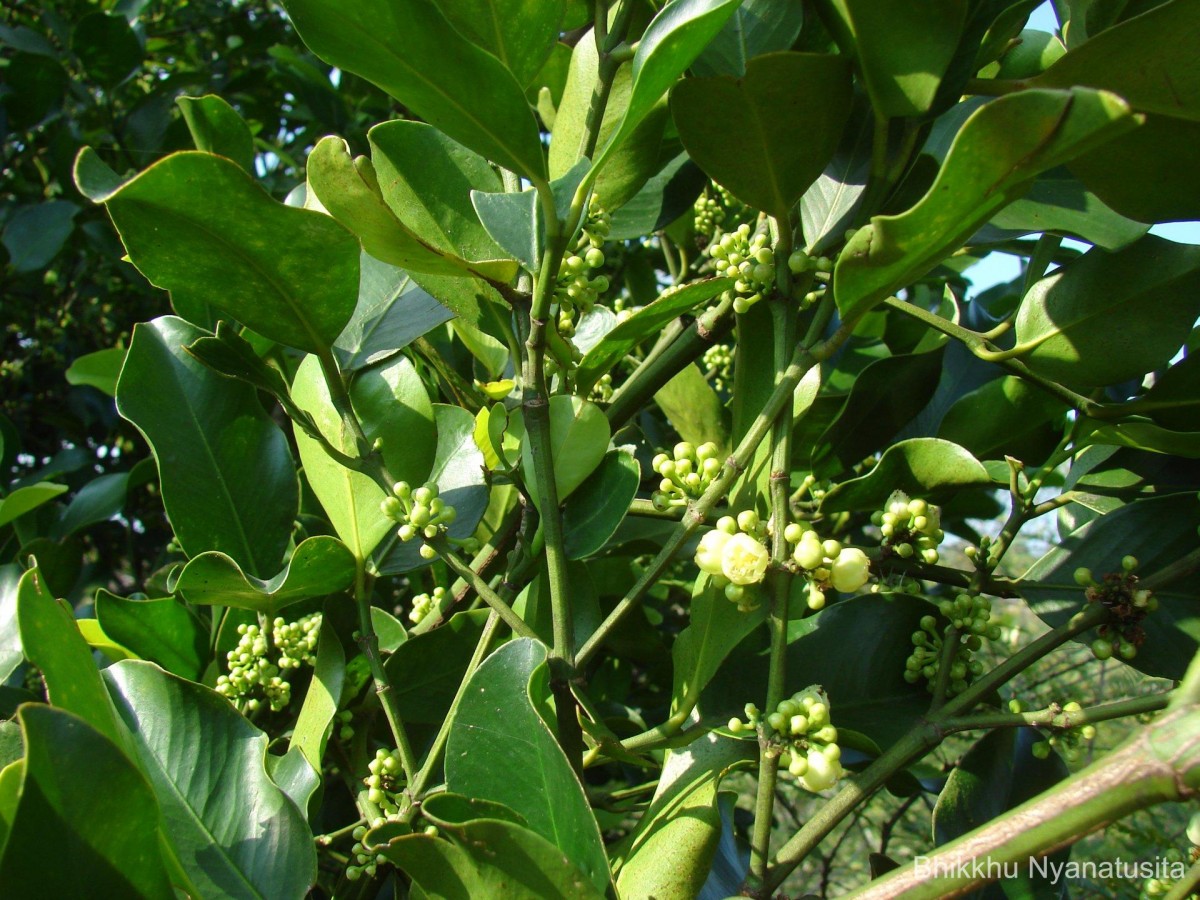 Garcinia spicata (Wight & Arn.) Hook.f.